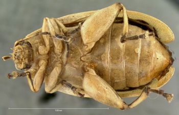 Media type: image; Entomology 18773   Aspect: habitus ventral view
